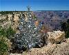 aluminum tree at the grand canyon.jpg